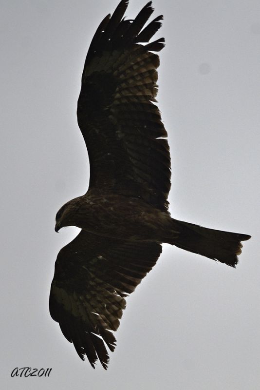 Black Kite