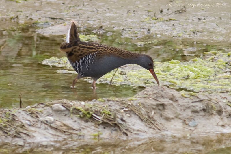 Water Rail
