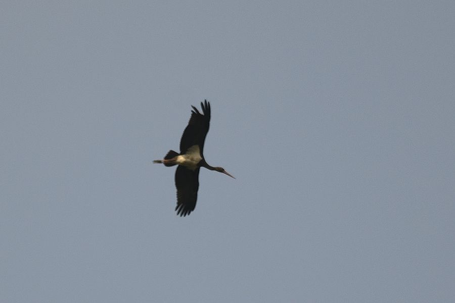 Black Stork