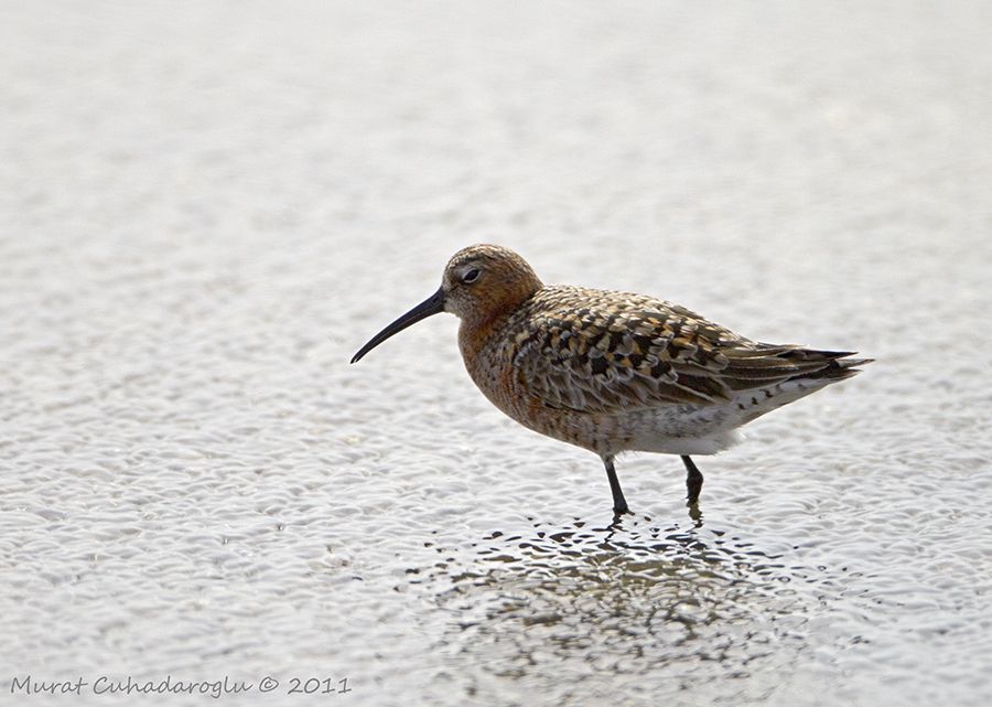 Curlew Sandpiper