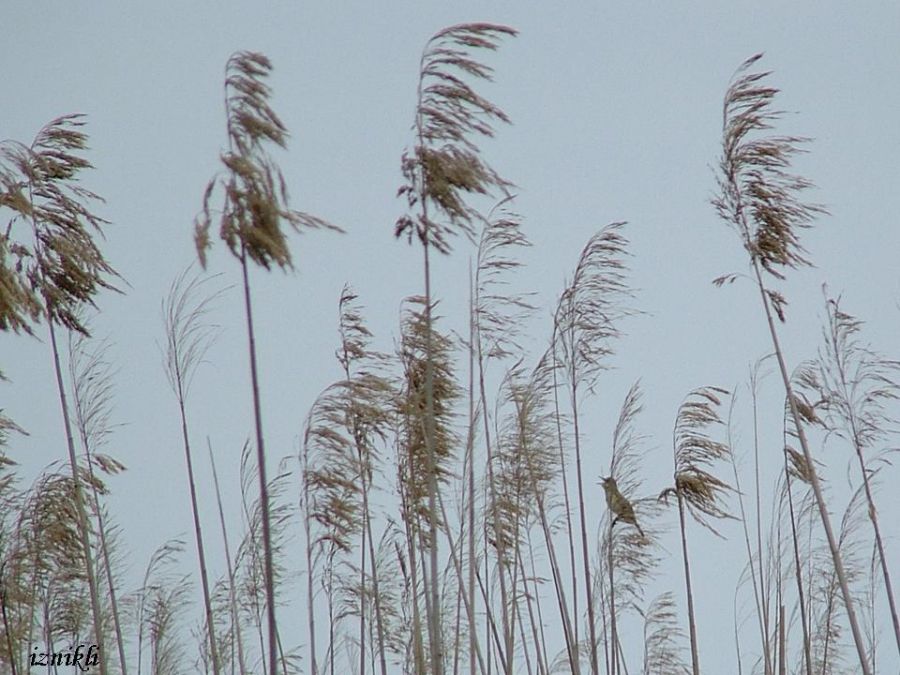 Great Reed Warbler