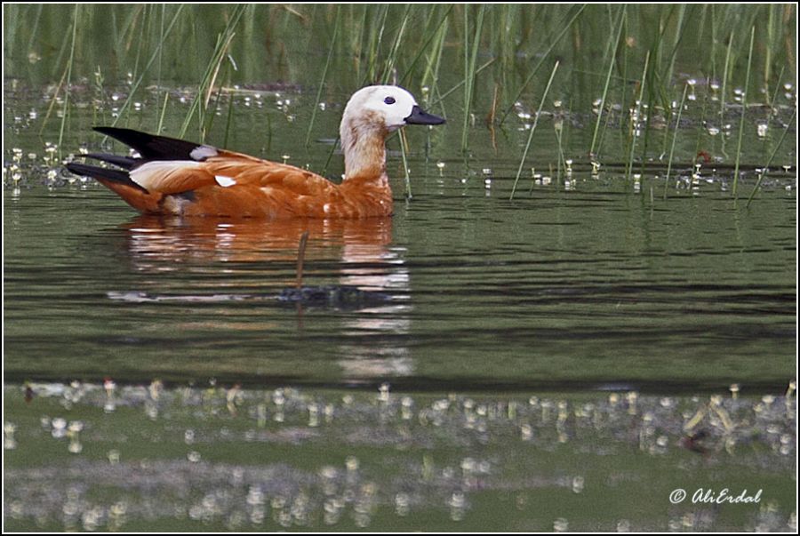 Ruddy Shelduck