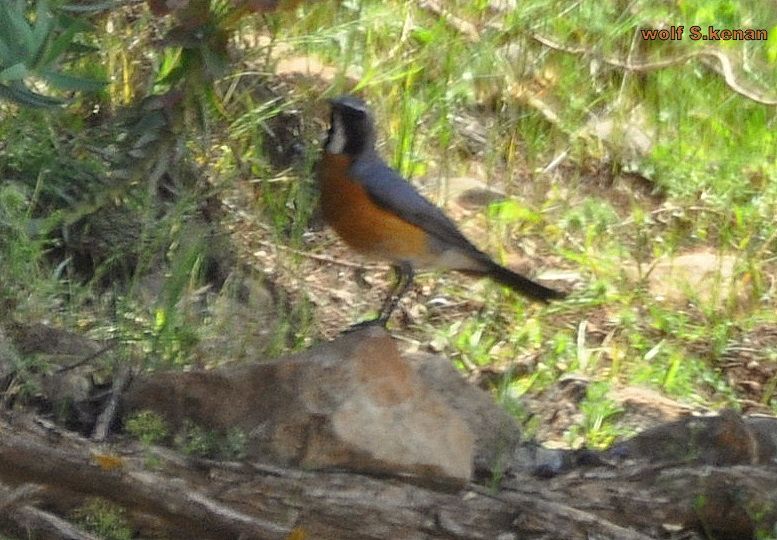 White-throated Robin