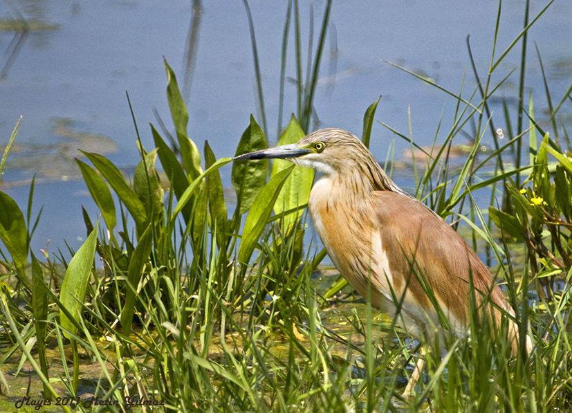 Squacco Heron