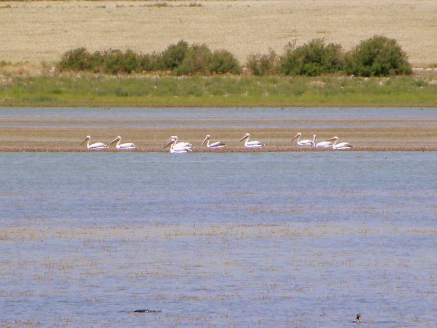Great White Pelican
