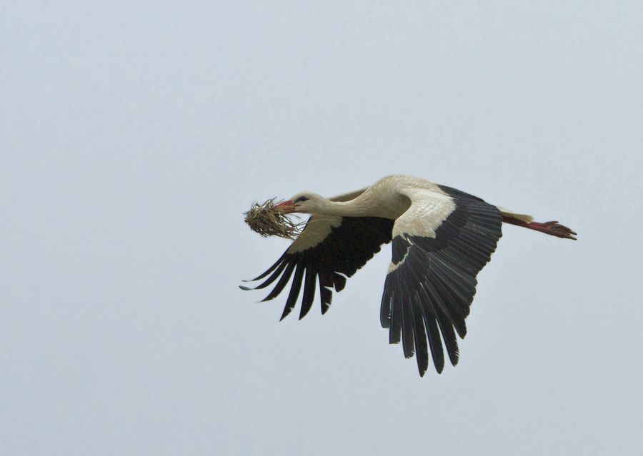 White Stork