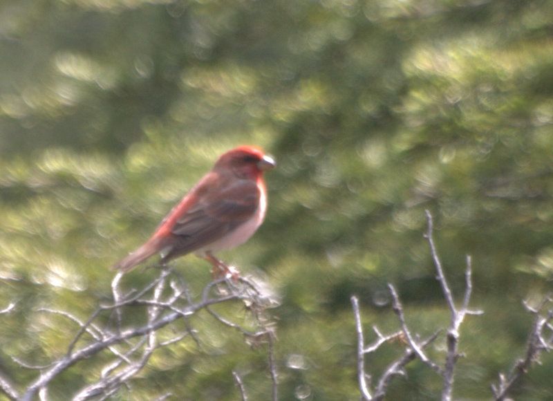 Common Rosefinch