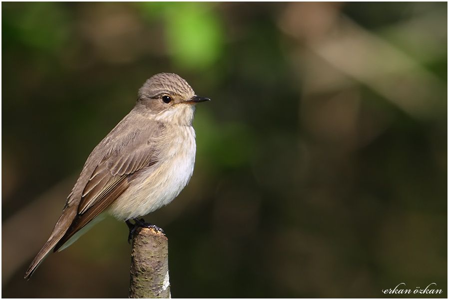 Spotted Flycatcher