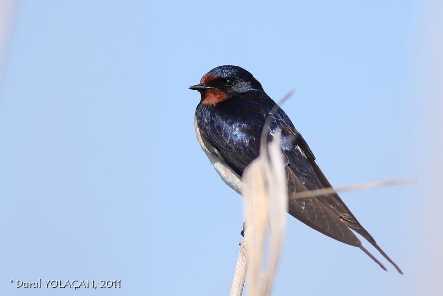 Barn Swallow