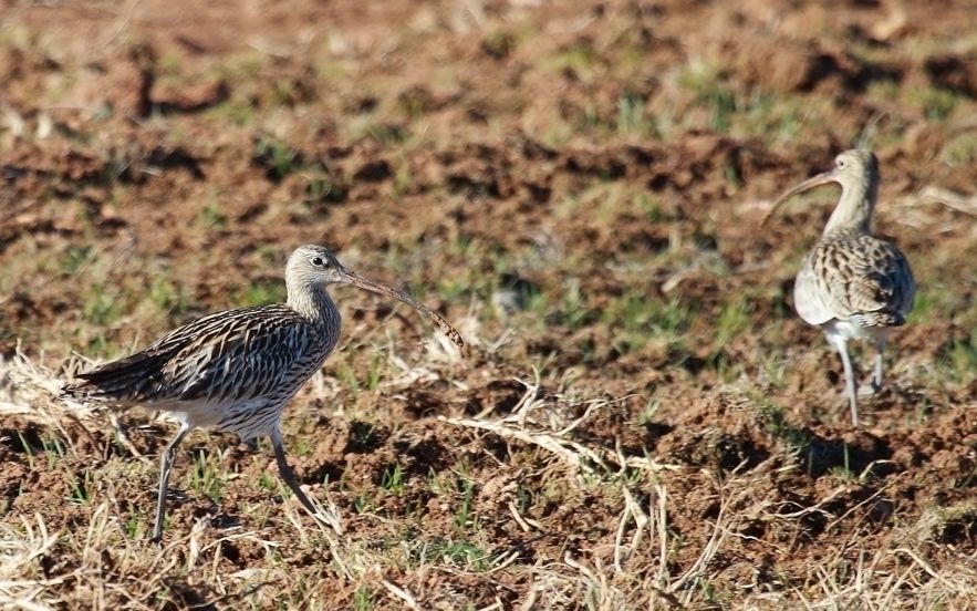 Eurasian Curlew