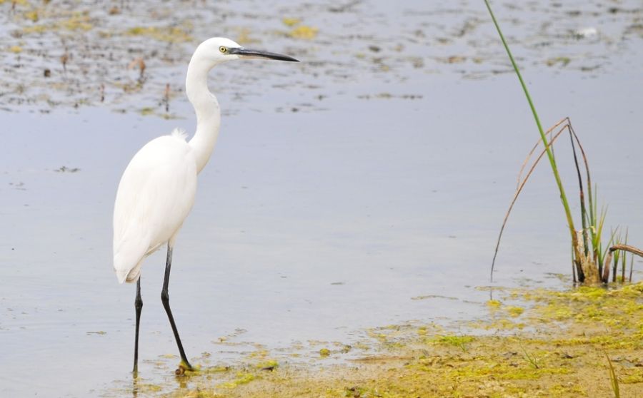 Little Egret