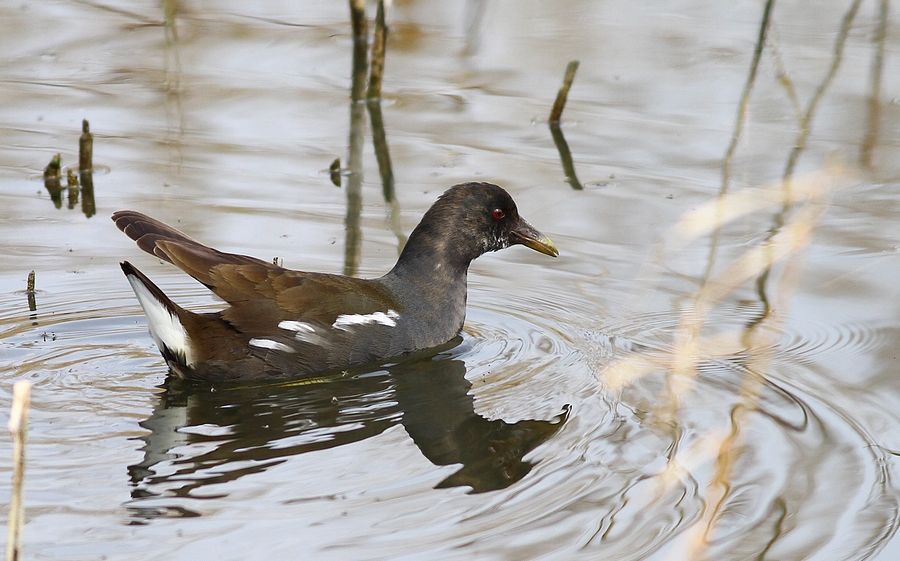 Common Moorhen