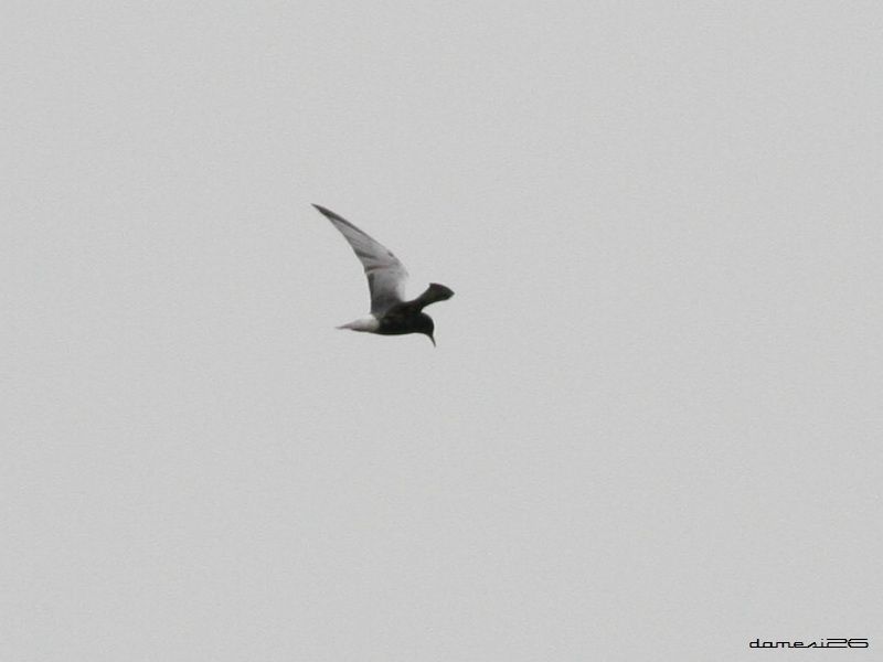 White-winged Tern