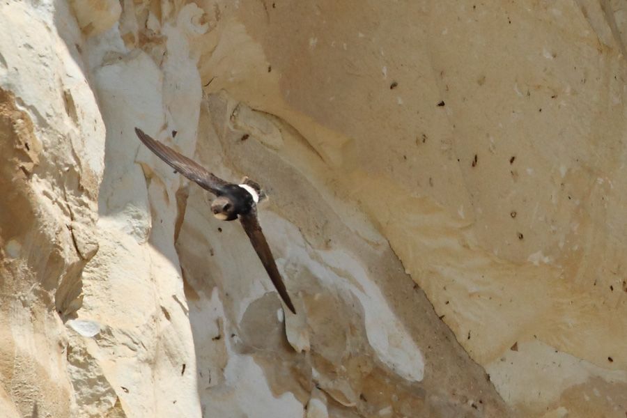Little Swift