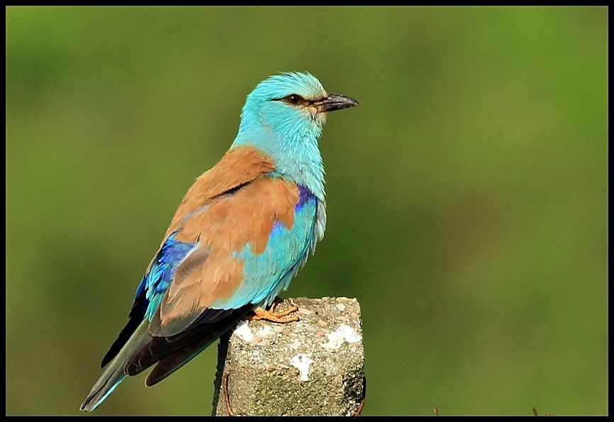 European Roller