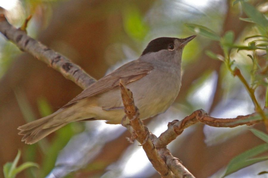 Eurasian Blackcap