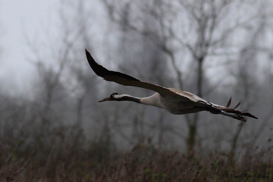 Common Crane