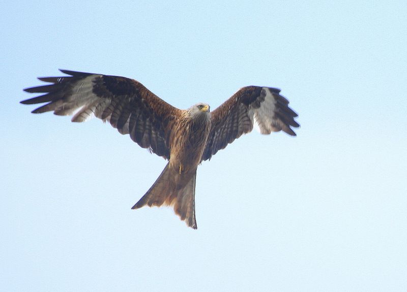 Red Kite