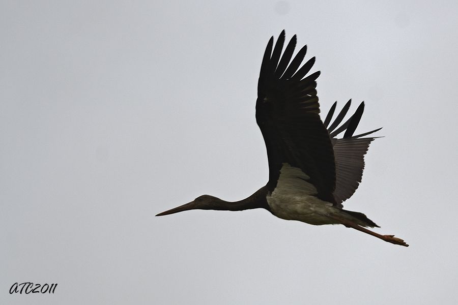 Black Stork