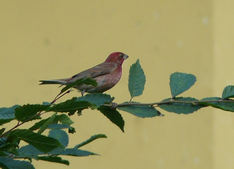 Common Rosefinch