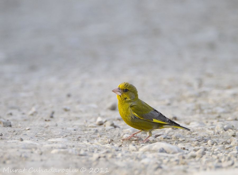 European Greenfinch