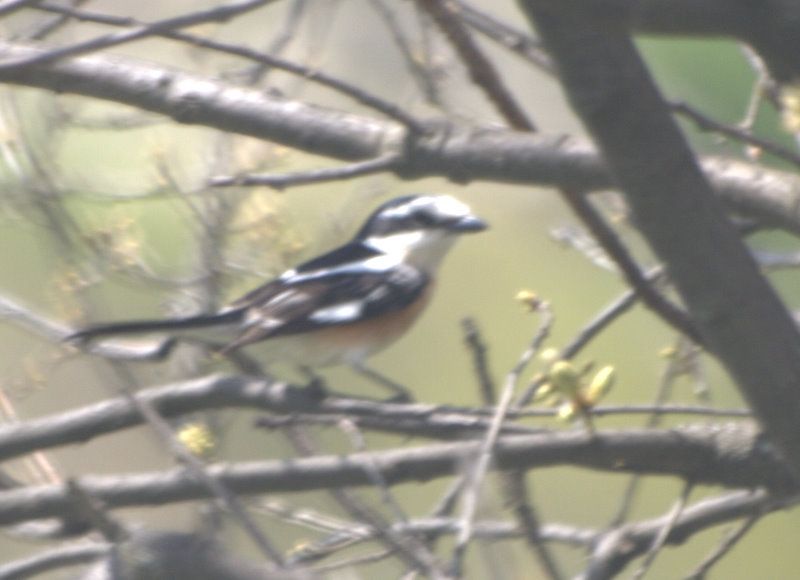 Masked Shrike