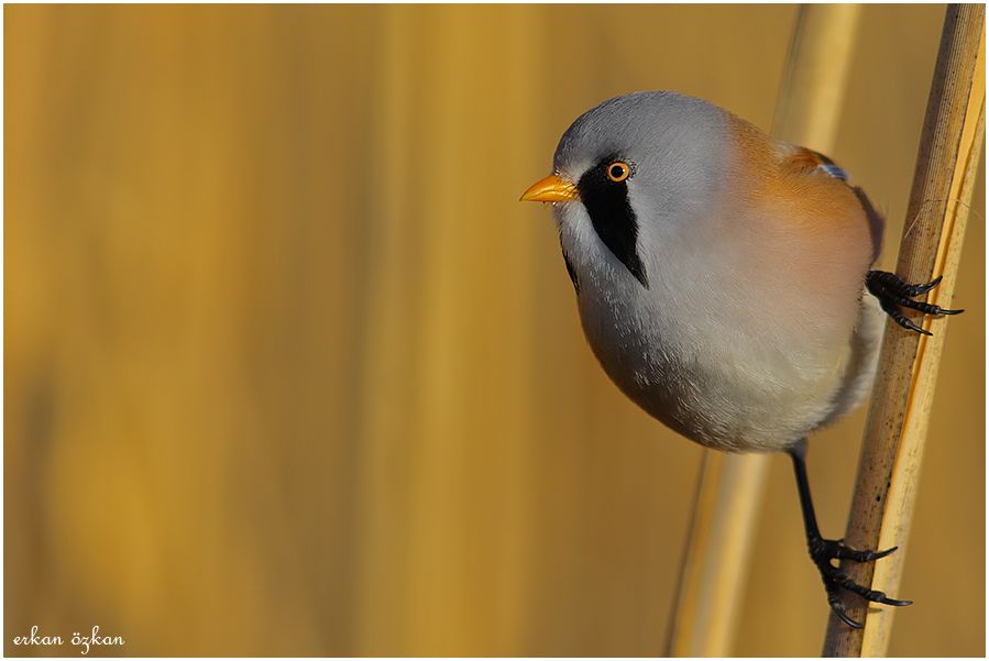 Bearded Reedling