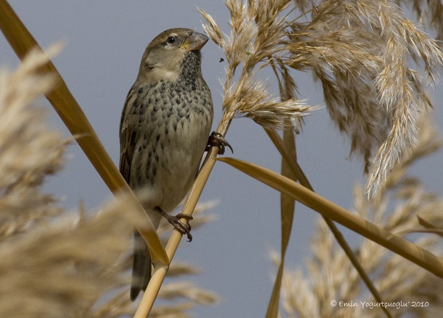 Spanish Sparrow