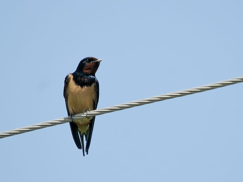 Barn Swallow