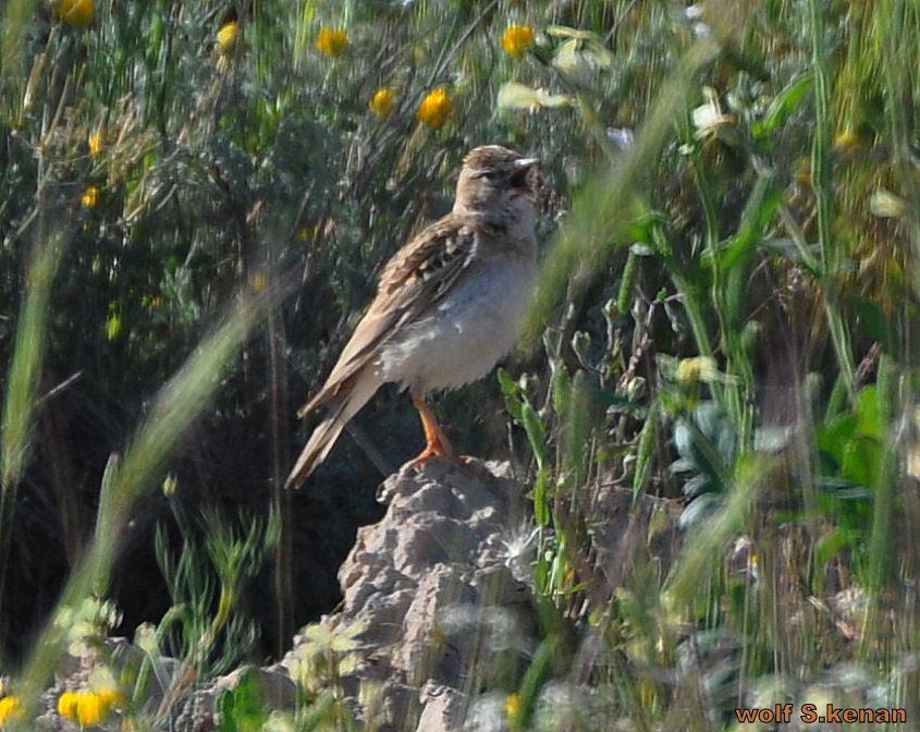 Greater Short-toed Lark