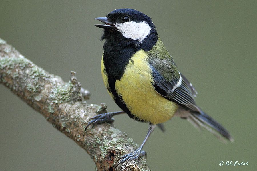 Great Tit