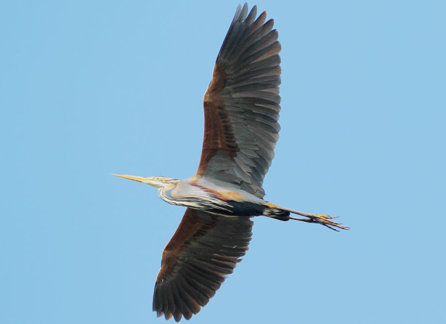 Purple Heron