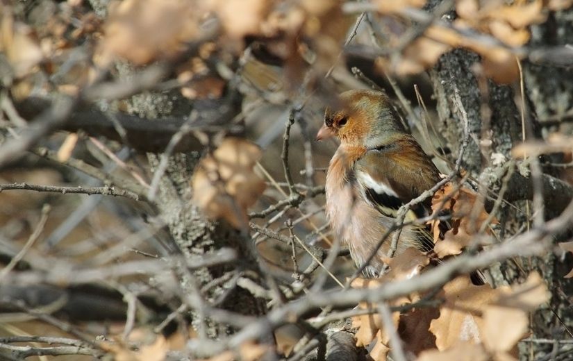 Eurasian Chaffinch