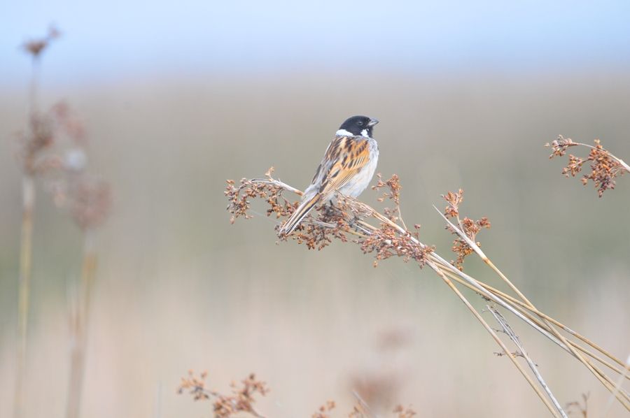 Common Reed Bunting