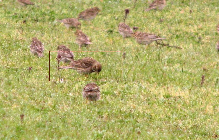 Eurasian Skylark