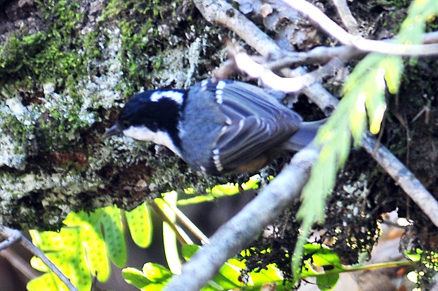 Coal Tit
