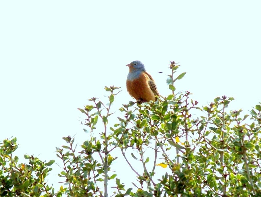 Cretzschmar`s Bunting