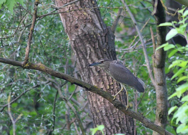 Black-crowned Night Heron