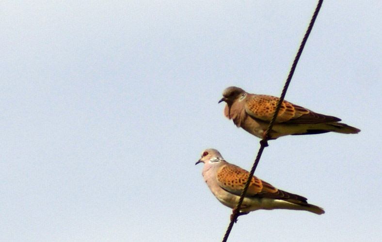 European Turtle Dove
