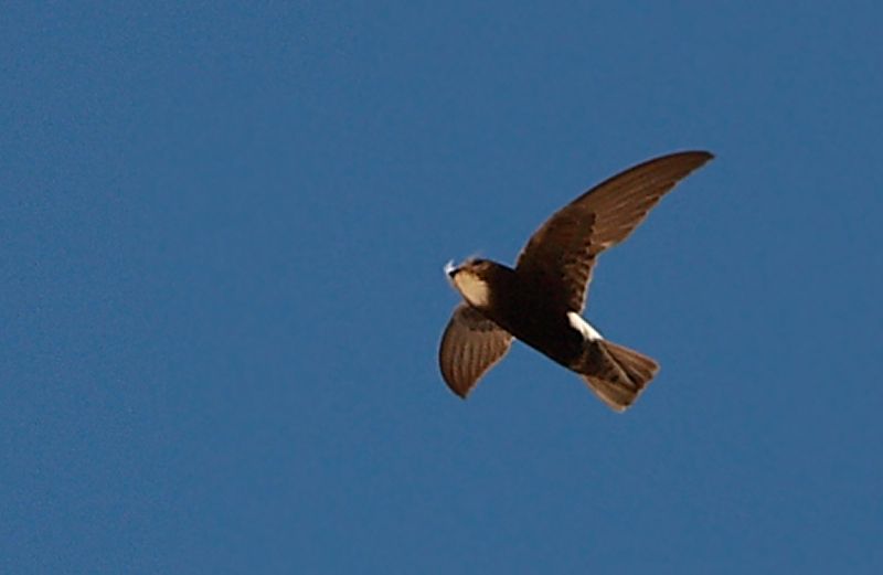 Little Swift