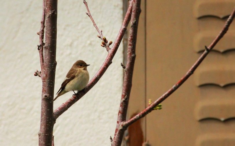 European Pied Flycatcher