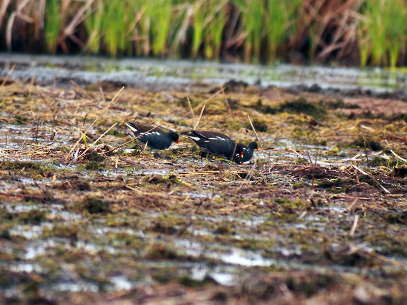 Common Moorhen
