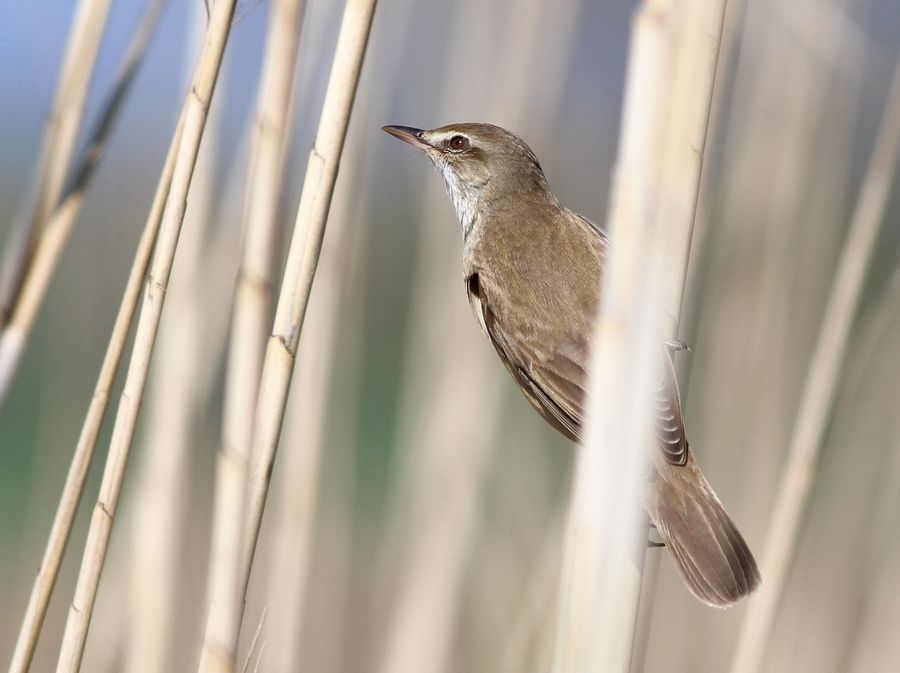 Great Reed Warbler