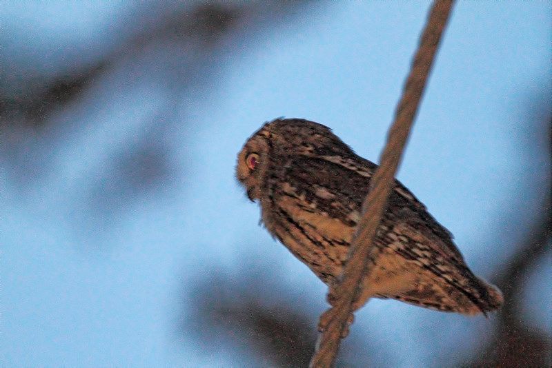 Eurasian Scops Owl