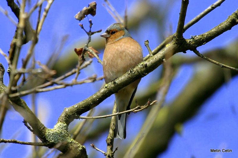 Eurasian Chaffinch