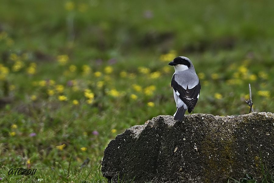 Lesser Grey Shrike