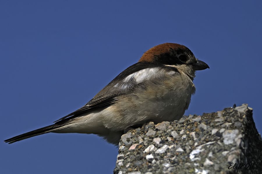 Woodchat Shrike