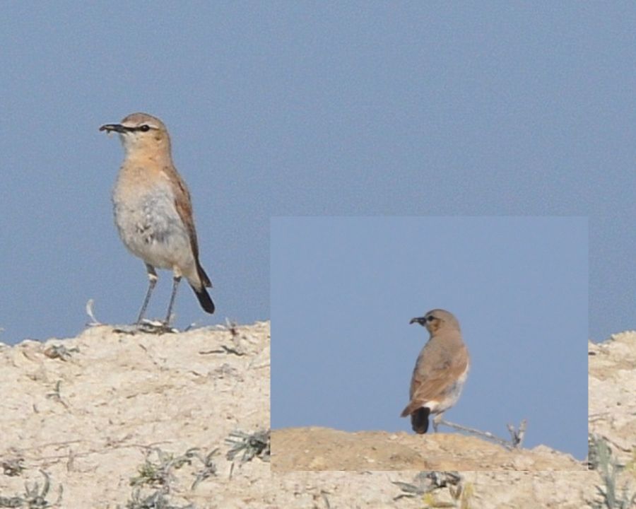 Isabelline Wheatear