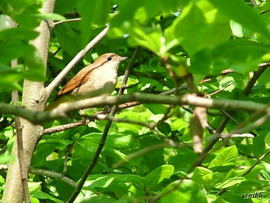Common Nightingale