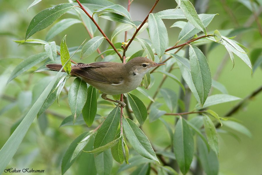 Eastern Olivaceous Warbler